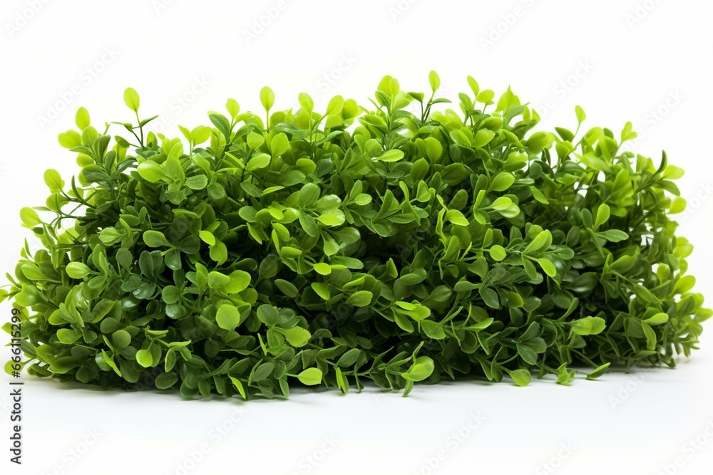 Obraz premium Shrubs in green, in isolation on a white background. Generative AI