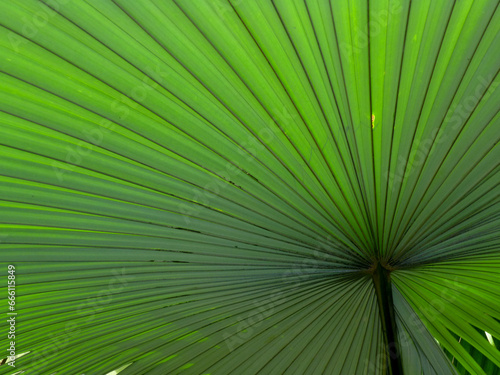 a palm leaf from below