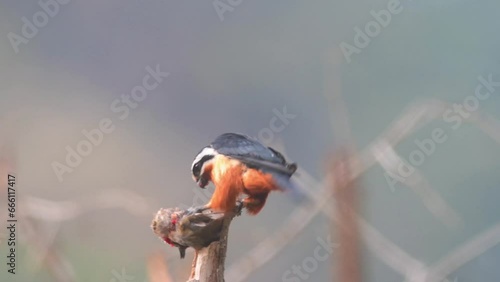 Collared Falconet / Uttarakhand / India photo