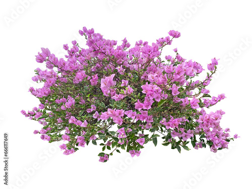 pink flowers or bugenvil flowers or Bougainvillea  isolated on transparent background, suitable for design