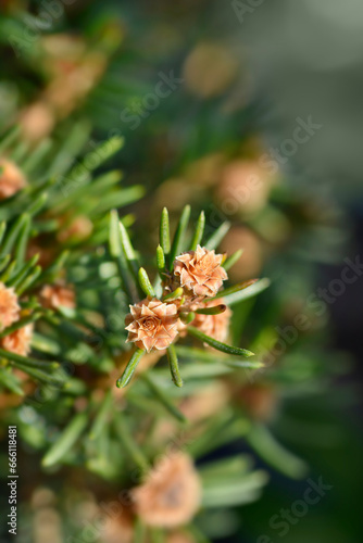 Norway spruce Petra branch with buds