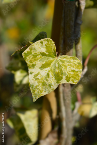 Ivy Profesor Seneta variegated leaf photo