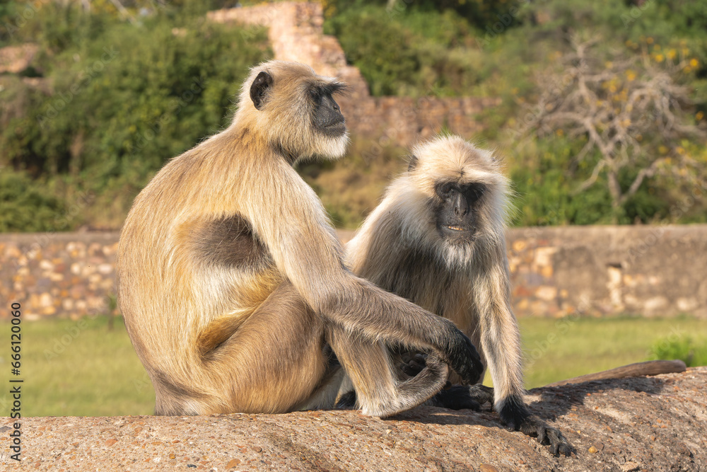 Obraz premium Two northern plains gray langurs, sacred langurs, Bengal sacred langurs, Hanuman langurs - Semnopithecus entellus sitting on wall. Photo from Ranthambore Fort in Rajasthan, India
