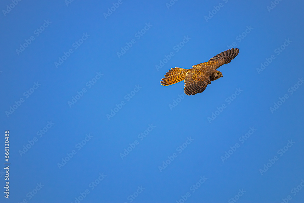 female common kestrel (Falco tinnunculus), flying with blue sky background