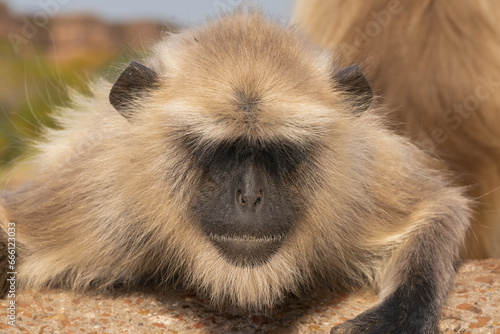 Wallpaper Mural Portrait of Northern plains gray langur, sacred langur, Bengal sacred langur, Hanuman langur - Semnopithecus entellus. Photo from Ranthambore Fort in Rajasthan, India. Torontodigital.ca