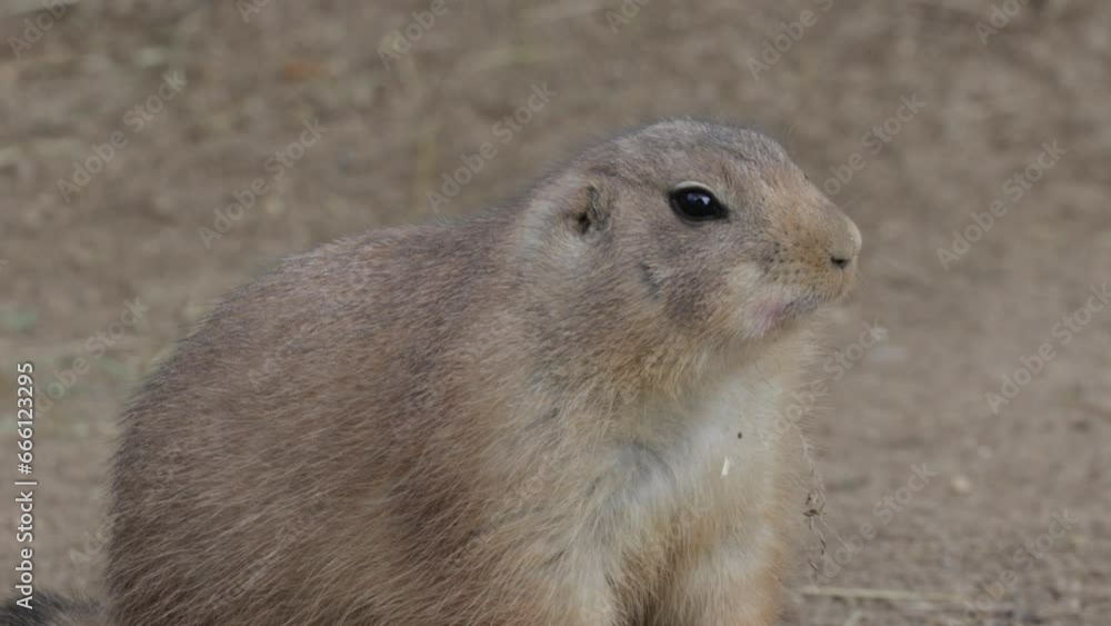 Close up of black-tailed prairie dog. Cynomys ludovicianus Close up of black-tailed prairie dog. Cynomys ludovicianus