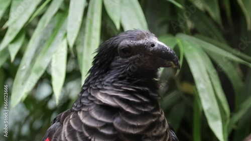  pesquet's parrot Psittrichas fulgidus eating close up photo