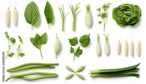 Beautiful Chinese vegetables and leaf elements, set of various types of Chinese Long Beans and Daikon Radish, Lotus Root, isolated on white background 