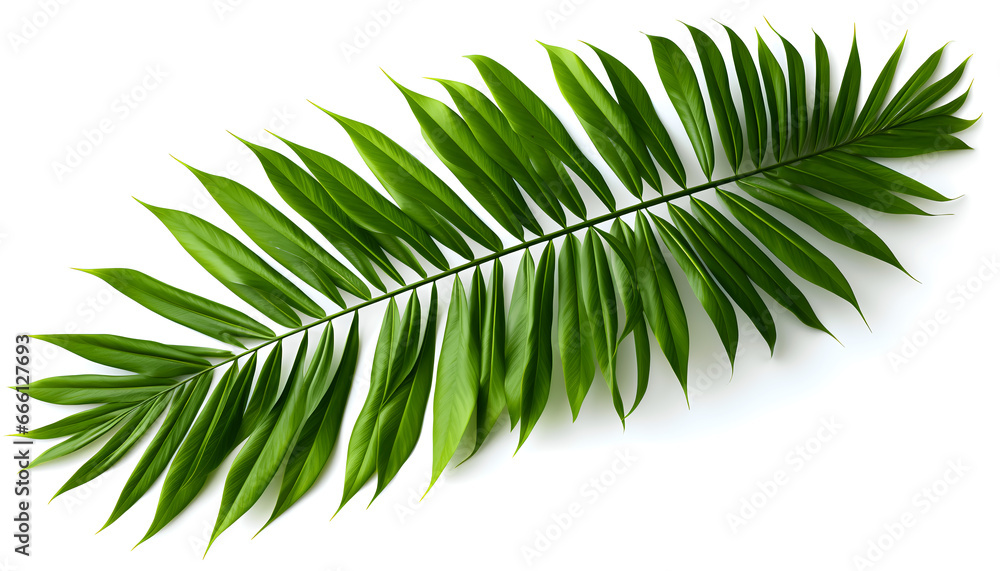 Fototapeta premium Tropical palm leaves foliage plant, green palm frond isolated on white background