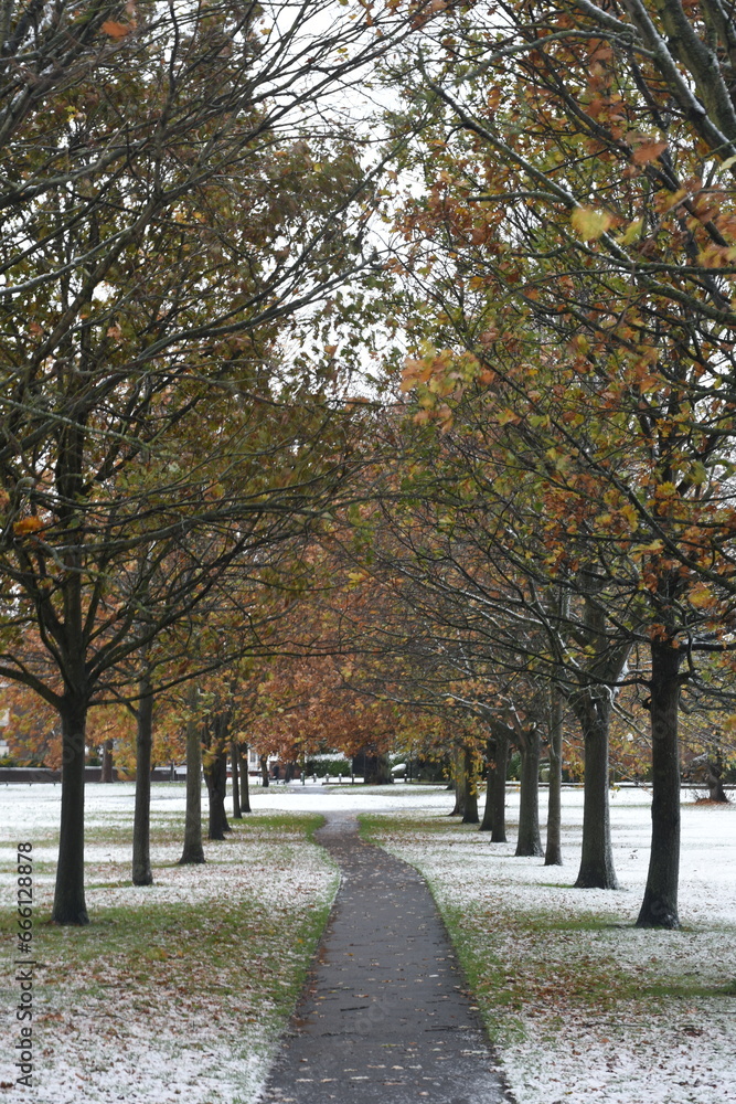 Winter Trees in the Park