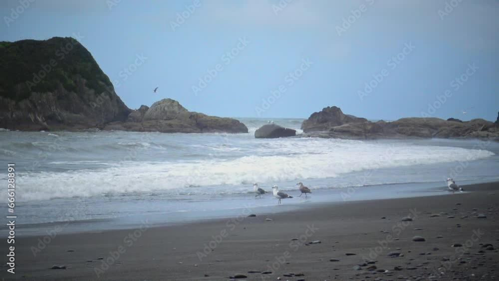 Seagulls during a storm on the Pacific coast in Olympic NP, Washington Seagulls during a storm on the Pacific coast in Olympic NP, Washington