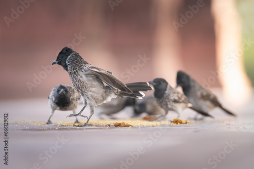 Flock of red-vented bulbuls - Pycnonotus cafer while foraging on ground. Photo from Ranthambore Fort in Rajasthan  India. 