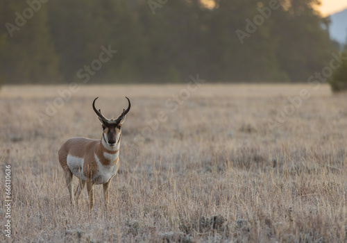 Pronghorn Buck in Autumn in Wyoming