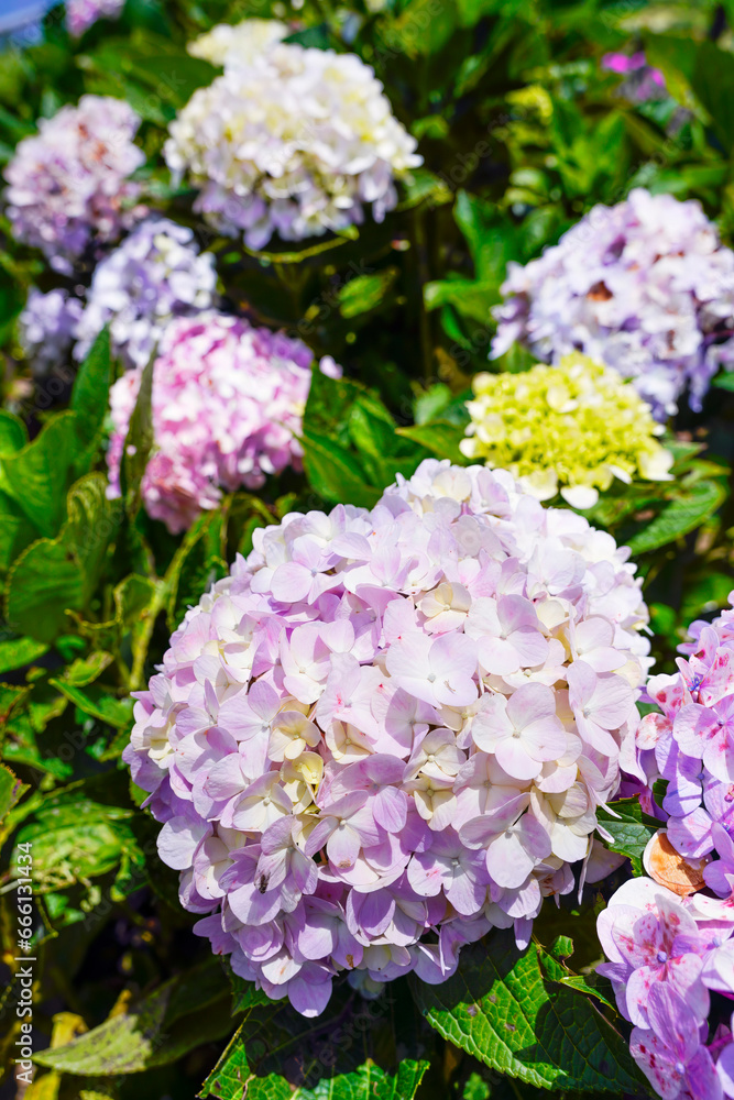 Violet Hydrangea flower (Hydrangea macrophylla) blooming in spring