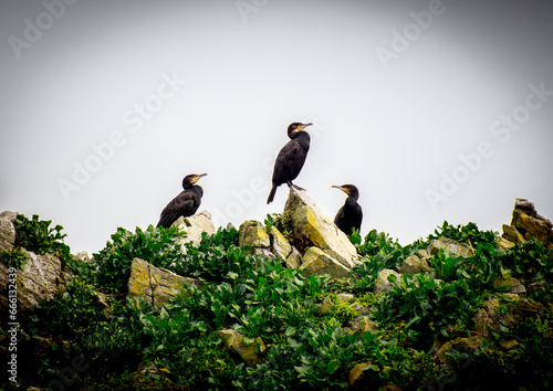 Canvey Island Cormorants