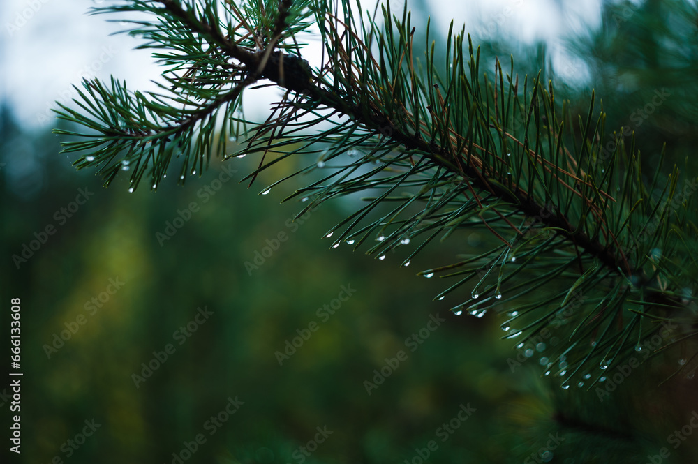 Obraz premium pine tree branches with drops