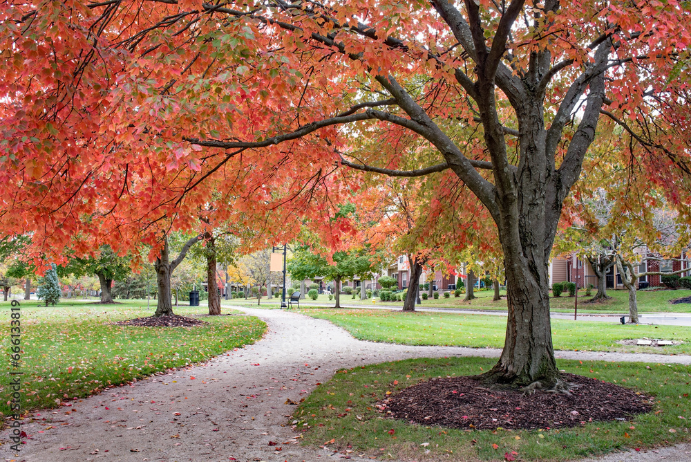 Red Autumn Maple Tree along Urban Park Walking Path