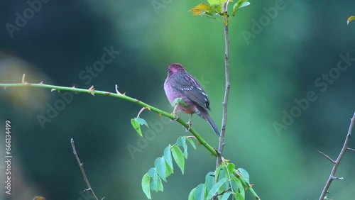 Spot-winged rosefinch / Uttarakhand / India photo