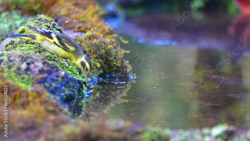 Yellow Breasted Green Finch / Uttarakhand / India photo