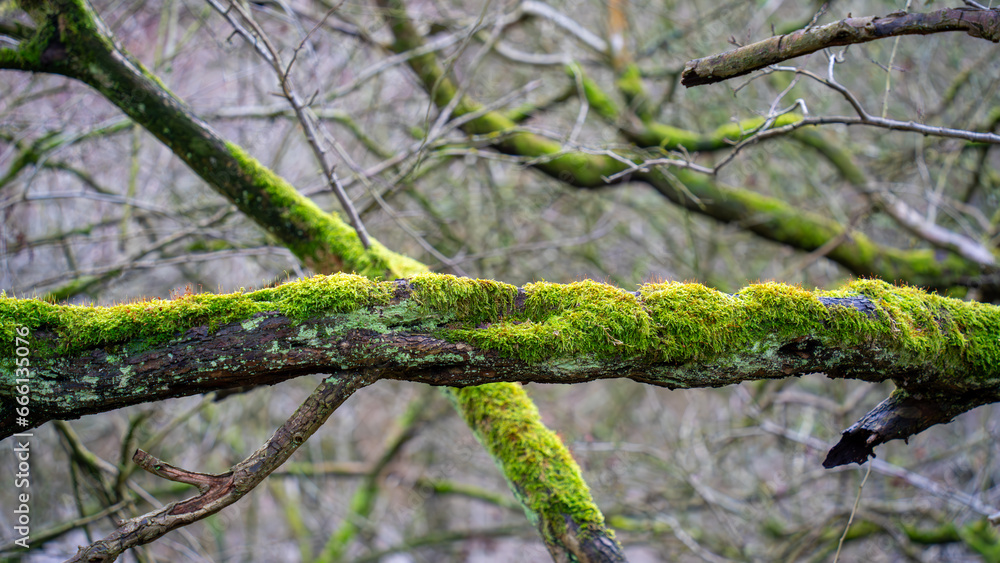 Old tree wrapped in moss with fresh plants in deciduous stand in autumn in the forest Old tree wrapped in moss with fresh plants in deciduous stand in autumn in the forest