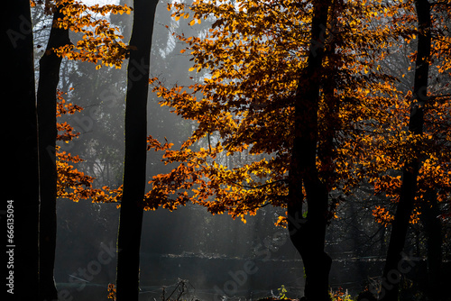 Autumn in La Fageda D En Jorda Forest, La Garrotxa, Spain photo