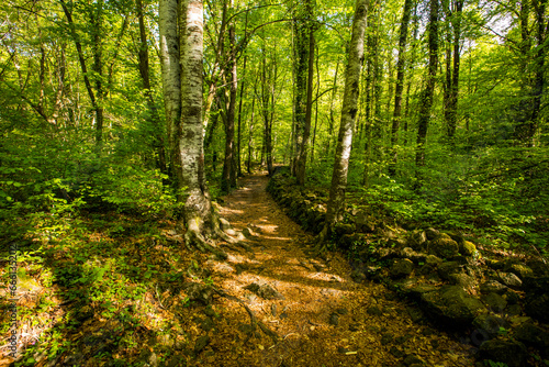 Spring sunrise in La Fageda D En Jorda Forest  La Garrotxa  Spai