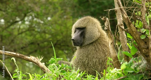 Adult baboon sitting in the woods in Tarangire national park. photo