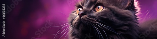 Close up portrait of a fluffy black cat on a lilac background