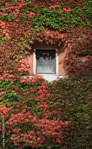 front side view of window among red colored autumn wine leaves