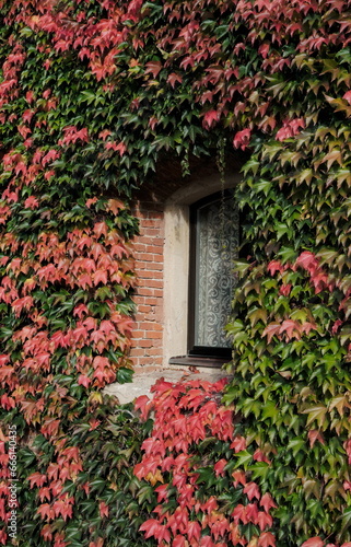 side view of window among red colored autumn wine leaves
