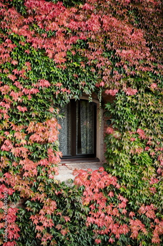 right side view of window among red colored autumn vine leaves