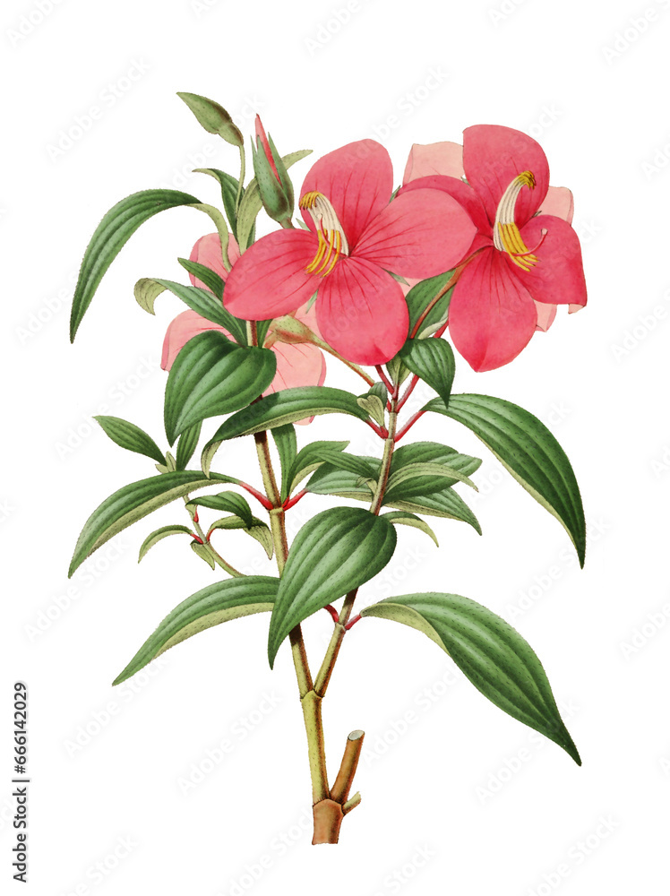 Flower illustration. Botanical digital art. Flower illustration. Botanical digital art.
