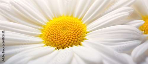 Stunning macro of a daisy .