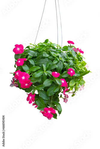 Fresh catharanthus roseus or Madagascar periwinkle flower bloom and hanging in pot in the garden isolated on white background included clipping path. photo