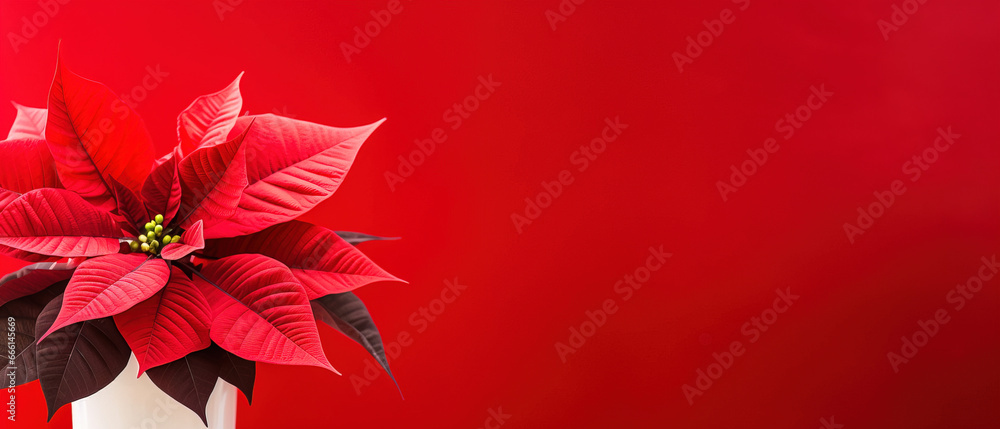 minimalistic red background with poinsettia Christmas star, top view with empty copy space minimalistic red background with poinsettia Christmas star, top view with empty copy space