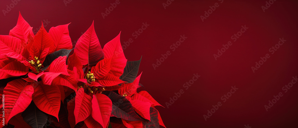 minimalistic red background with poinsettia Christmas star, top view with empty copy space minimalistic red background with poinsettia Christmas star, top view with empty copy space