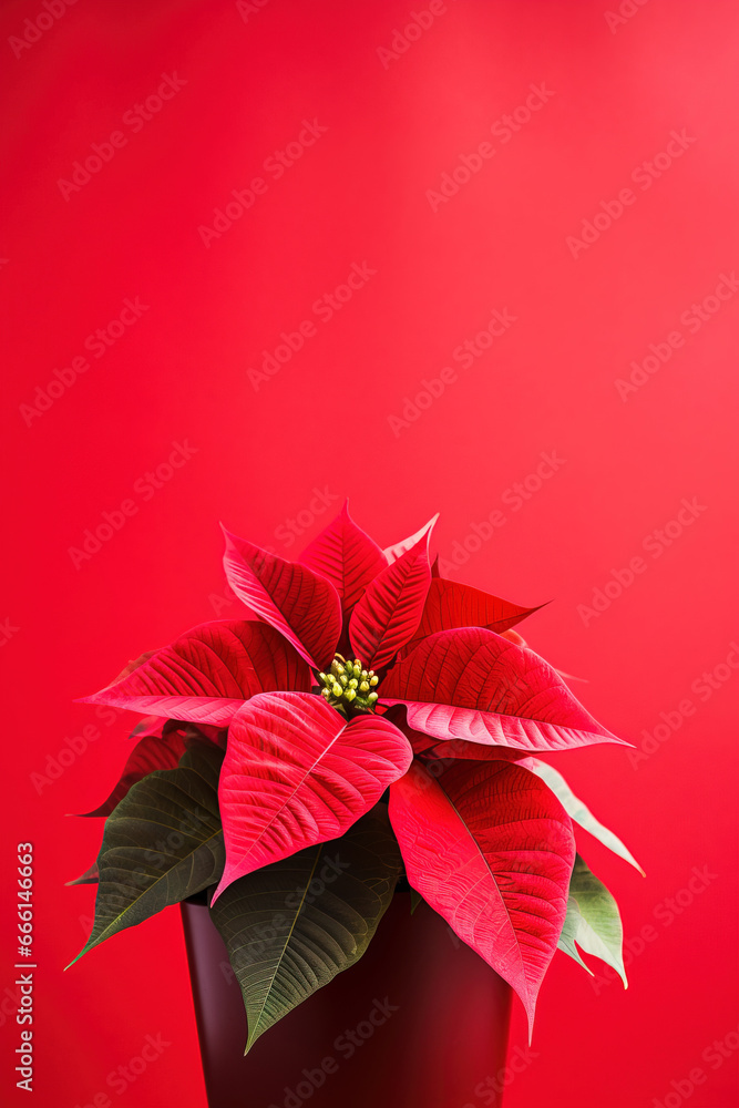 minimalistic red background with poinsettia Christmas star, top view with empty copy space
