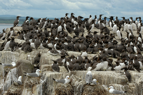 Guillemot de Troïl, nid, .Uria aalge; Common Murre , Mouette tridactyle, nid, .Rissa tridactyla, Black legged Kittiwake, Parc National, Iles Farne, Northumberland, Angleterre, Grande Bretagne