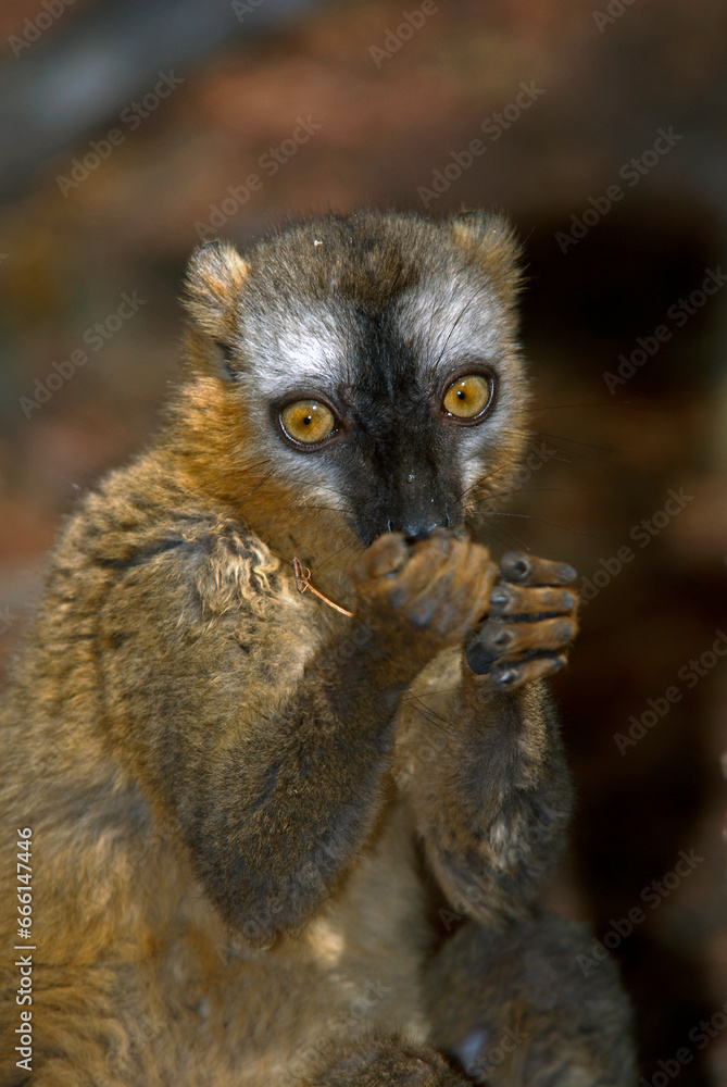 Fototapeta premium Lémur à front roux, Eulemur rufus, Madagascar