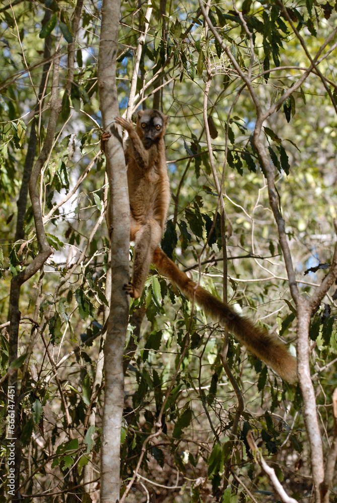 Lémur à front roux, Eulemur rufus, Madagascar