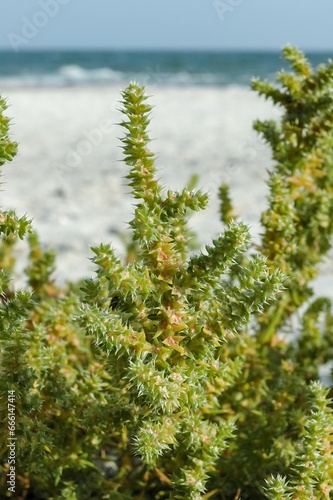 Salsola kali - weed plant with prickly leaves on the Black Sea shore