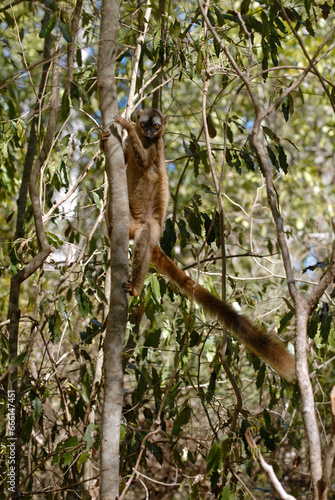Lémur à front roux, Eulemur rufus, Madagascar © JAG IMAGES