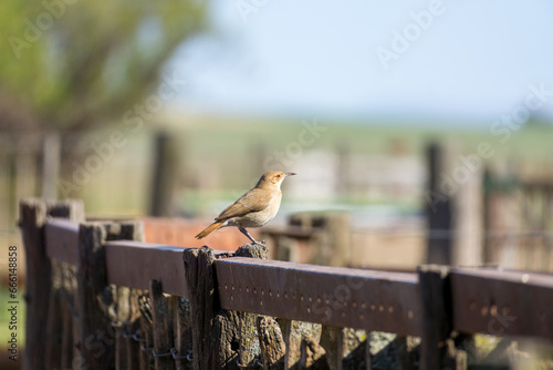Bird of the Hornero or Furnarius species perched on a wooden gate. Copy space photo