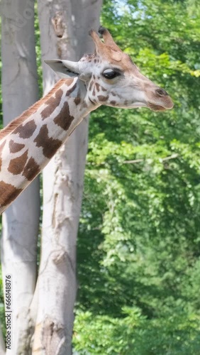 A beautiful giraffe is looking at the camera against the background of green trees. Vertical video. photo