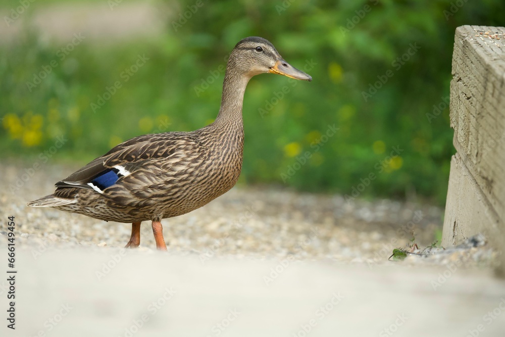 a small duck standing next to a wooden post on a gravel walkway a small duck standing next to a wooden post on a gravel walkway