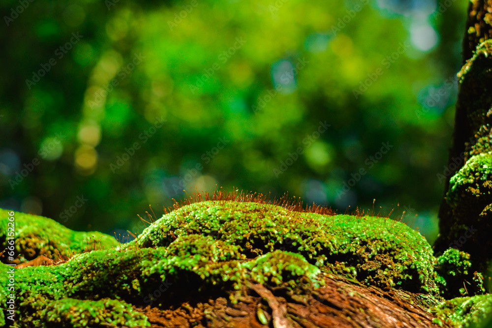 Beautiful green moss on the ground stone in forest, moss texture, moss abstract background. Beautiful green moss on the ground stone in forest, moss texture, moss abstract background.