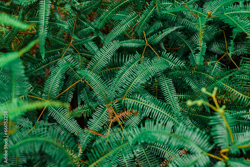 Green plants with many leaves in the rainforest.