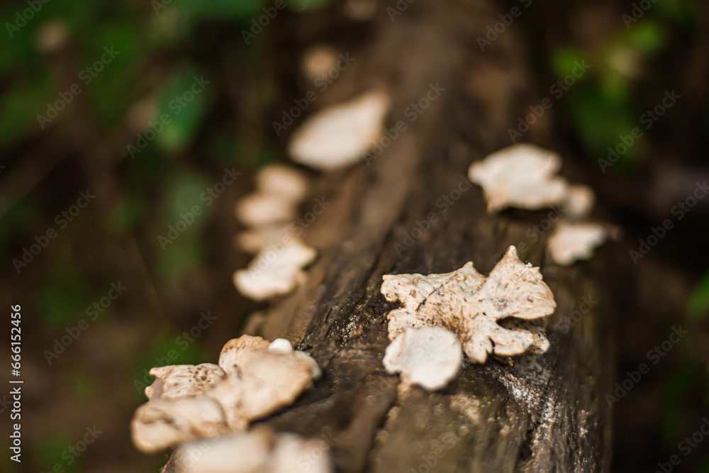 Mushrooms that grow on logs in rich forests. Mushrooms that grow on logs in rich forests.
