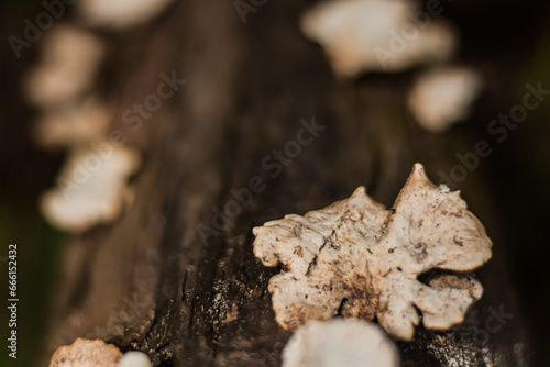 Mushrooms that grow on logs in rich forests.