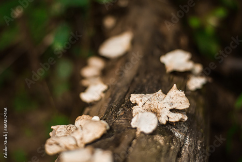 Mushrooms that grow on logs in rich forests.